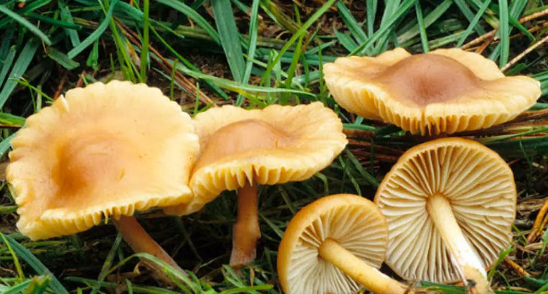 8679f5_mousserons-champignons