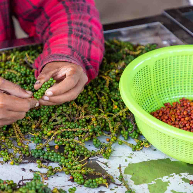 POIVRE DE KAMPOT ROUGE 200G MAISON VICTOR