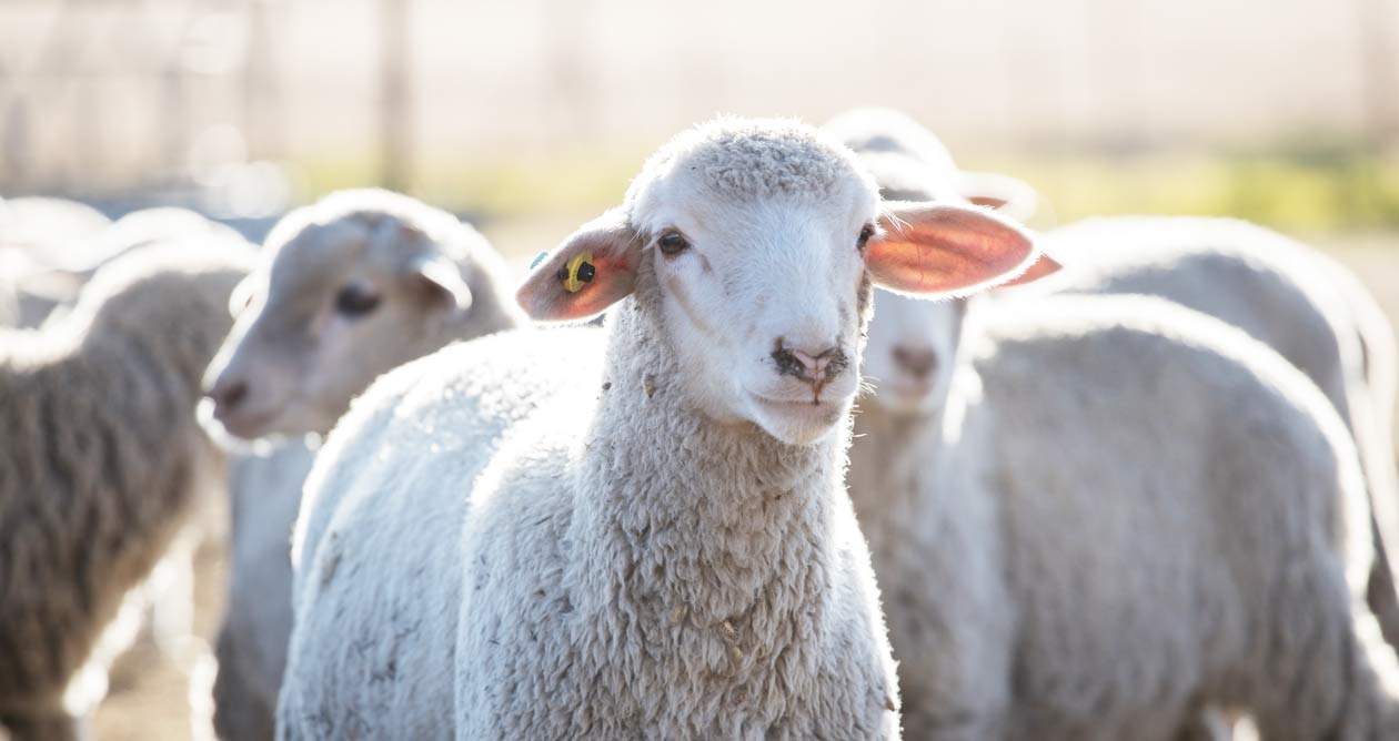 Pourquoi choisir la viande d'agneau de Drôme Ardèche ?