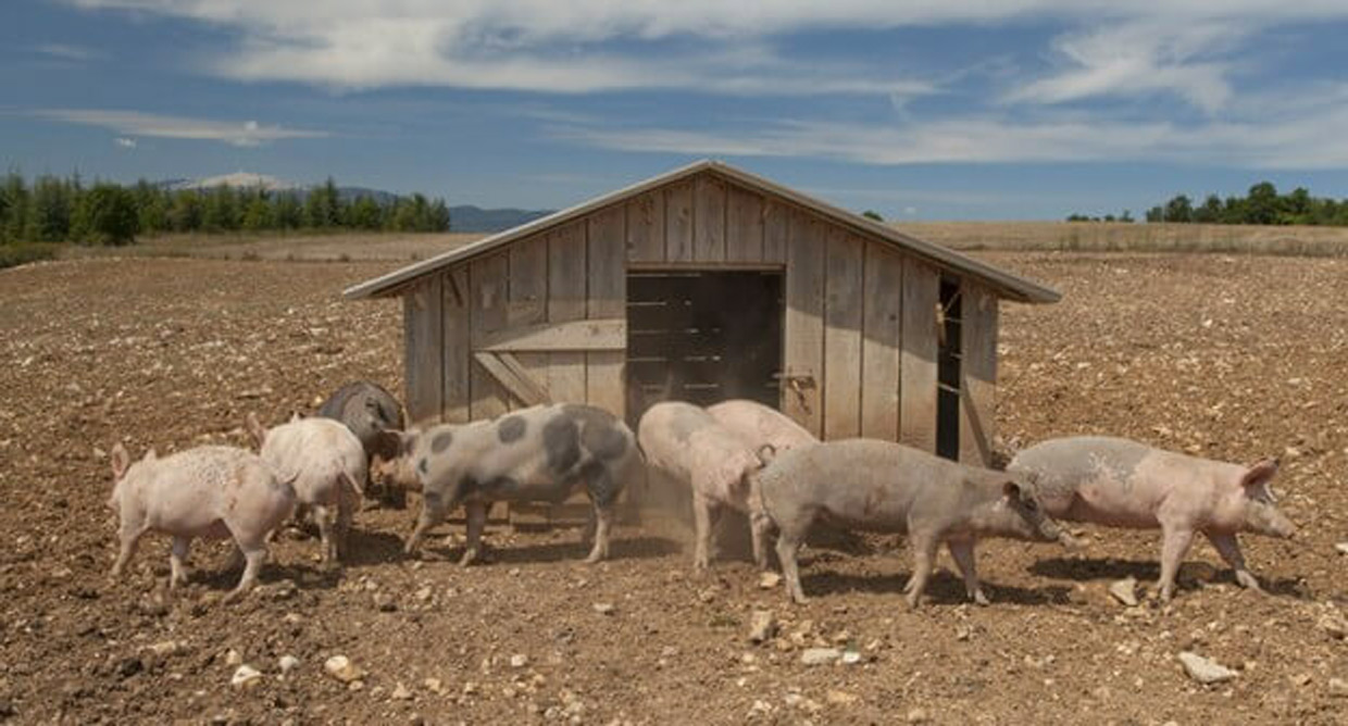 À la découverte d'éleveurs de cochons fermiers au Mont Ventoux